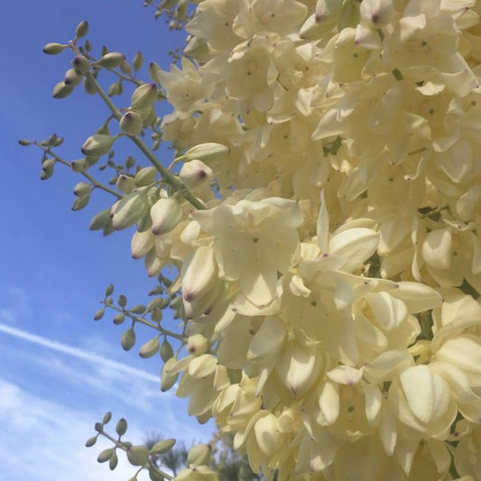 Hesperoyucca whipplei - Chaparral Yucca