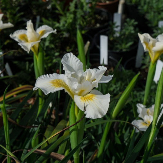 Iris douglasiana 'Canyon Snow' - White Douglas Iris