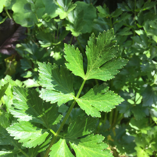 Italian Parsley