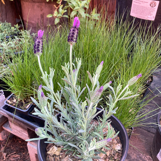 Lavandula stoechas 'Anouk' - Spanish Lavender