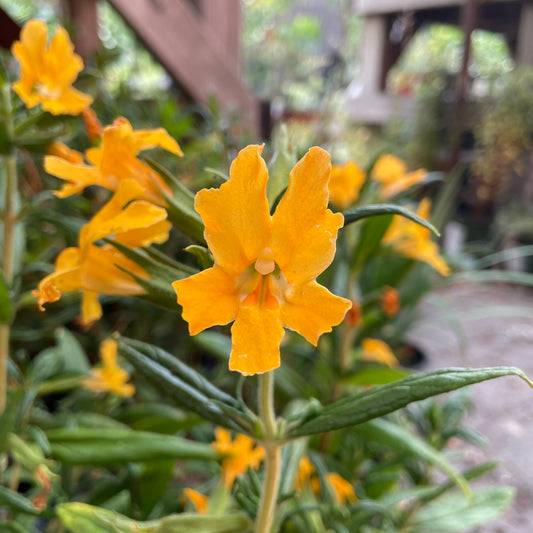 Mimulus longiflorus (syn. Diplacus longiflorus)  - Large Flowered Monkey Flower