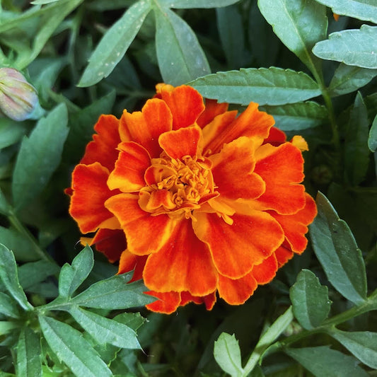 Orange Bicolor Marigold