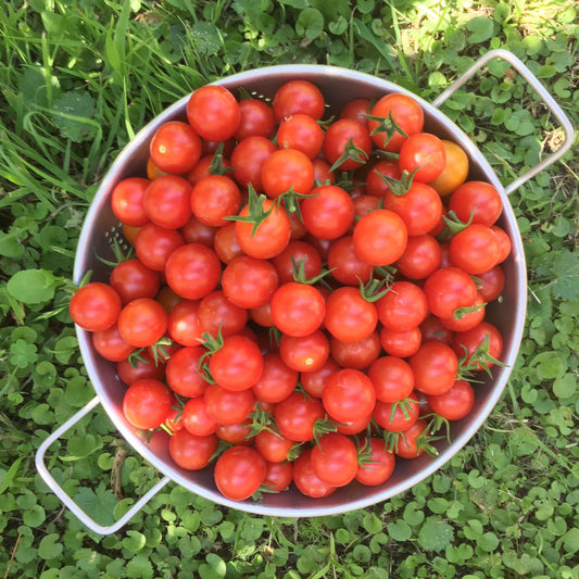 Red Cherry Tomato