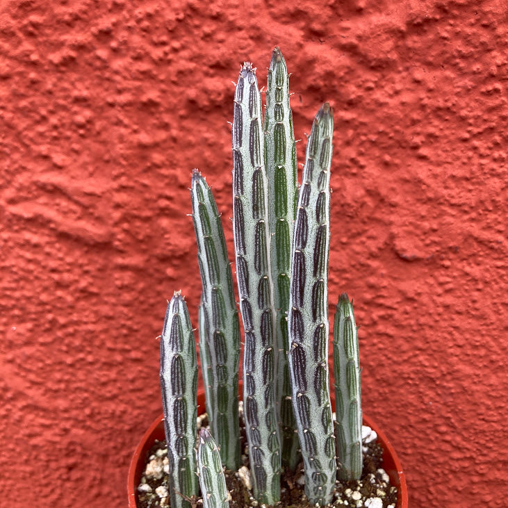 Senecio stapeliiformis - Pickle Plant