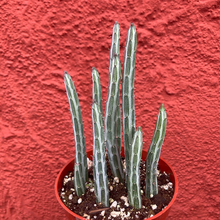 Senecio stapeliiformis - Pickle Plant