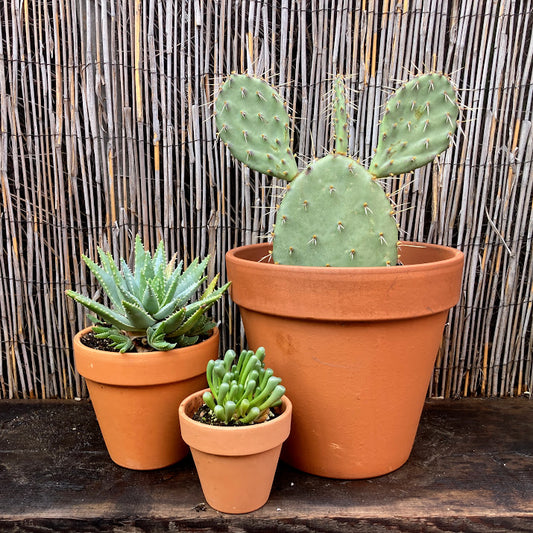 Standard Pot - Terra Cotta