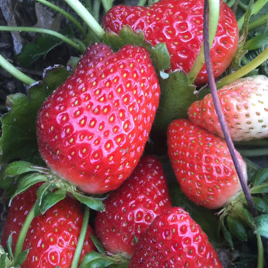 Strawberries