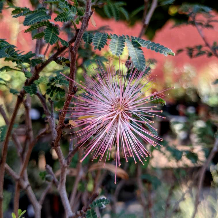 Calliandra eriophylla - Pink Fairy Duster