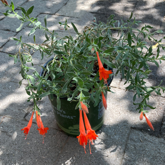 Epilobium canum 'Everett's Choice' - Everett's Choice California Fuchsia
