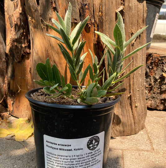 Asclepias eriocarpa - Woollypod Milkweed, Kotolo