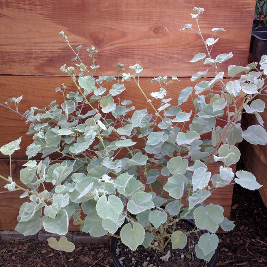 Abutilon palmeri - Superstition Mallow