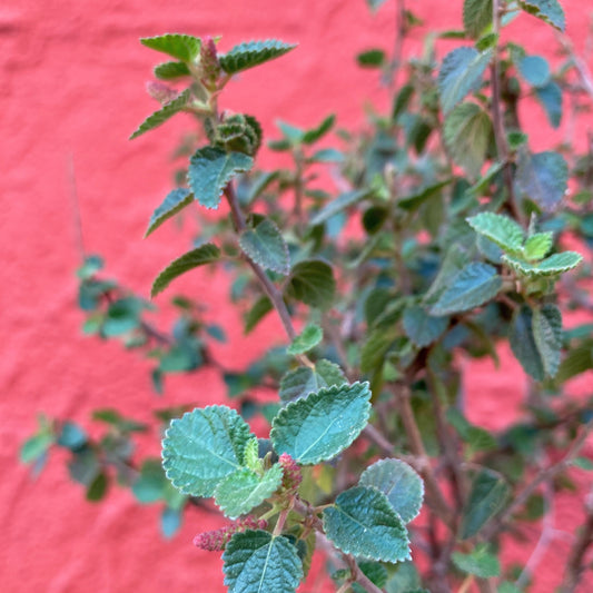 Acalypha californica - California Copperleaf