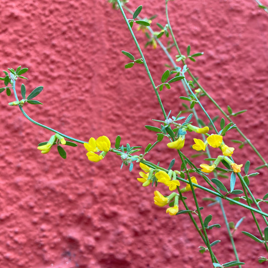 Lotus scoparius (syn. Acmispon glaber) - Deerweed