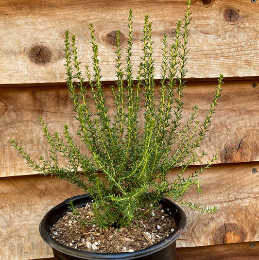 Adenostoma fasciculatum - Chamise