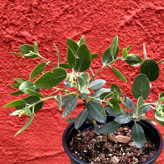Arctostaphylos 'Austin Griffiths' - Austin Griffiths Manzanita