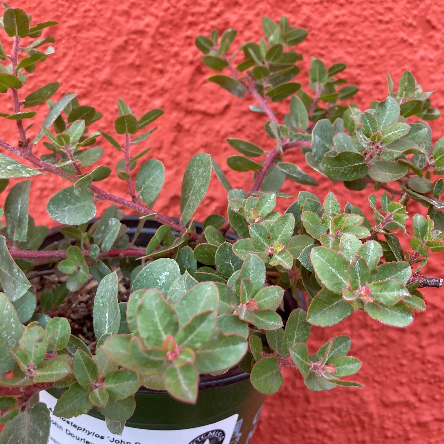 Arctostaphylos 'John Dourley' - John Dourley Manzanita