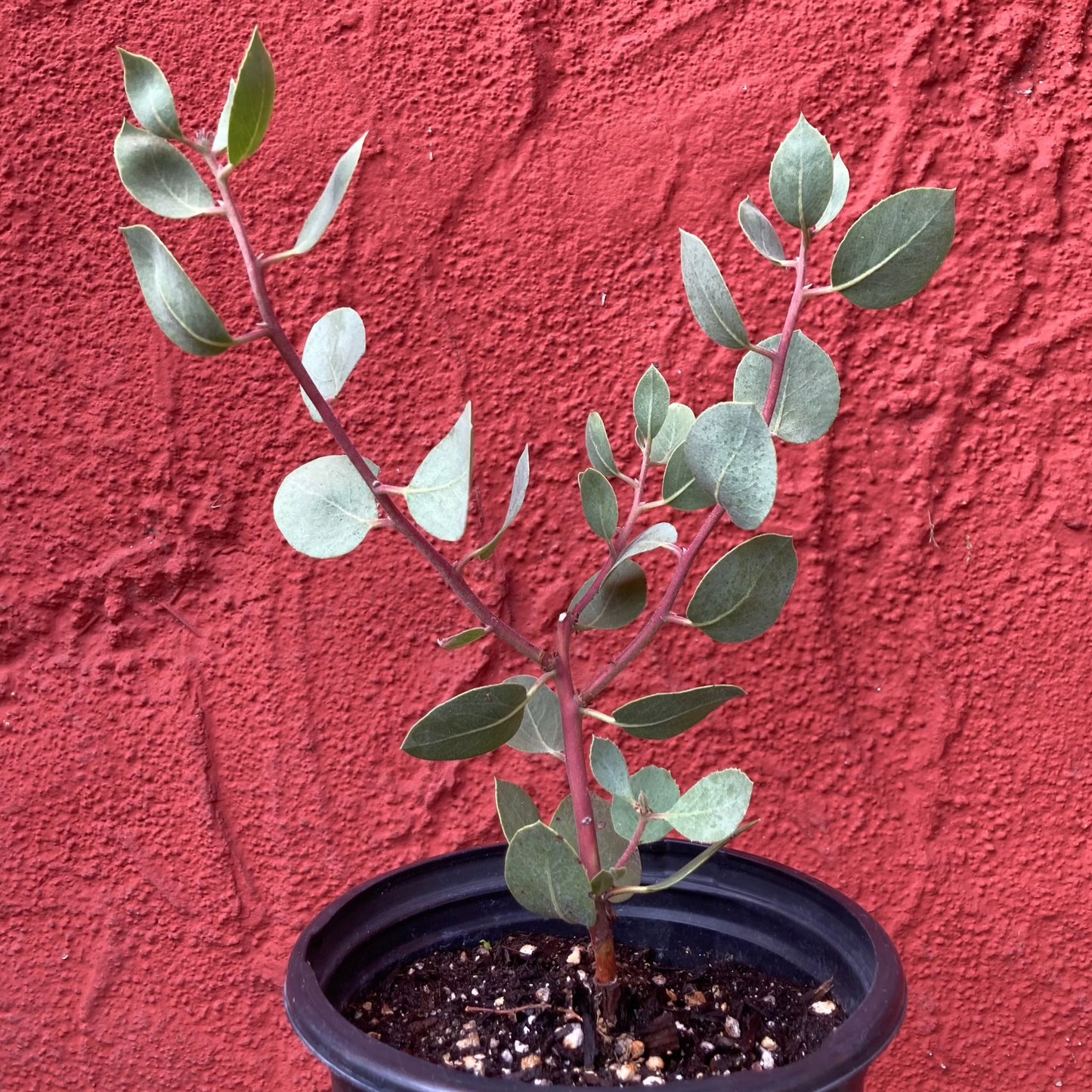 Arctostaphylos glauca - Big Berry Manzanita