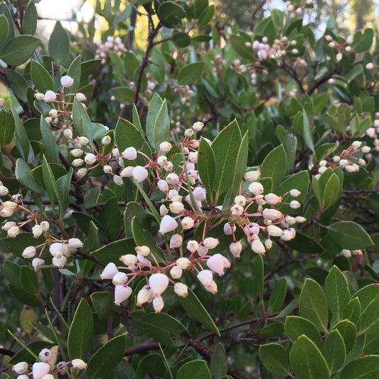Arctostaphylos densiflora 'Howard McMinn' - Manzanita