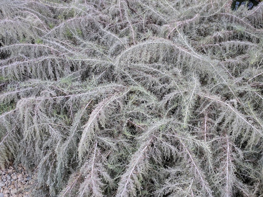 Artemisia californica 'Canyon Gray' - Canyon Grey Sagebrush