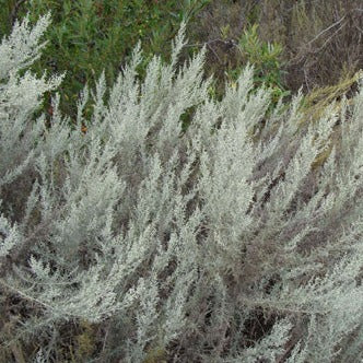 Artemisia californica - California Sagebrush, Cowboy's Cologne
