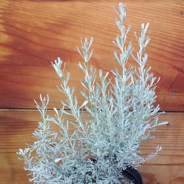 Artemisia tridentata - Great Basin Sagebrush