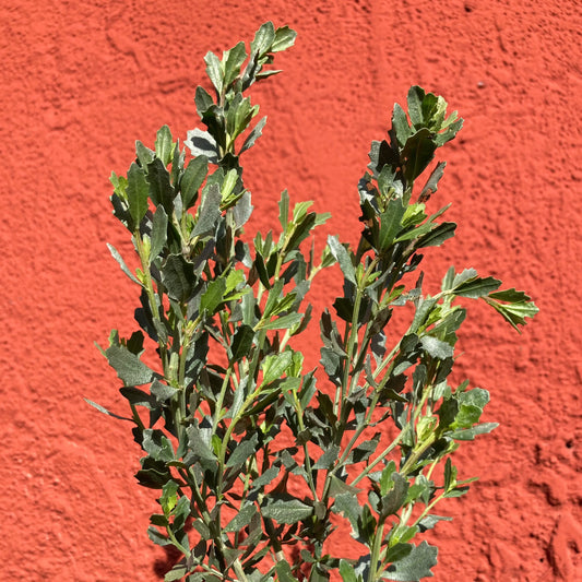 Baccharis pilularis - Coyote Brush
