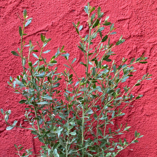 Baccharis pilularis ssp. consanguinea - Coyote Brush