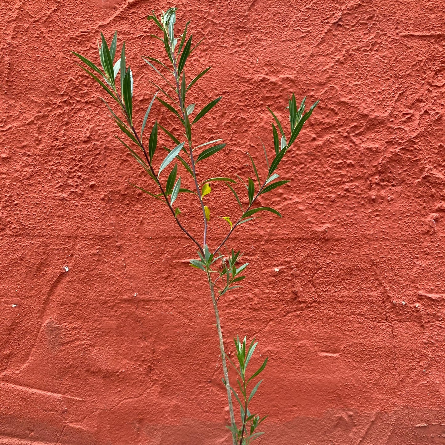 Baccharis salicifolia - Mulefat