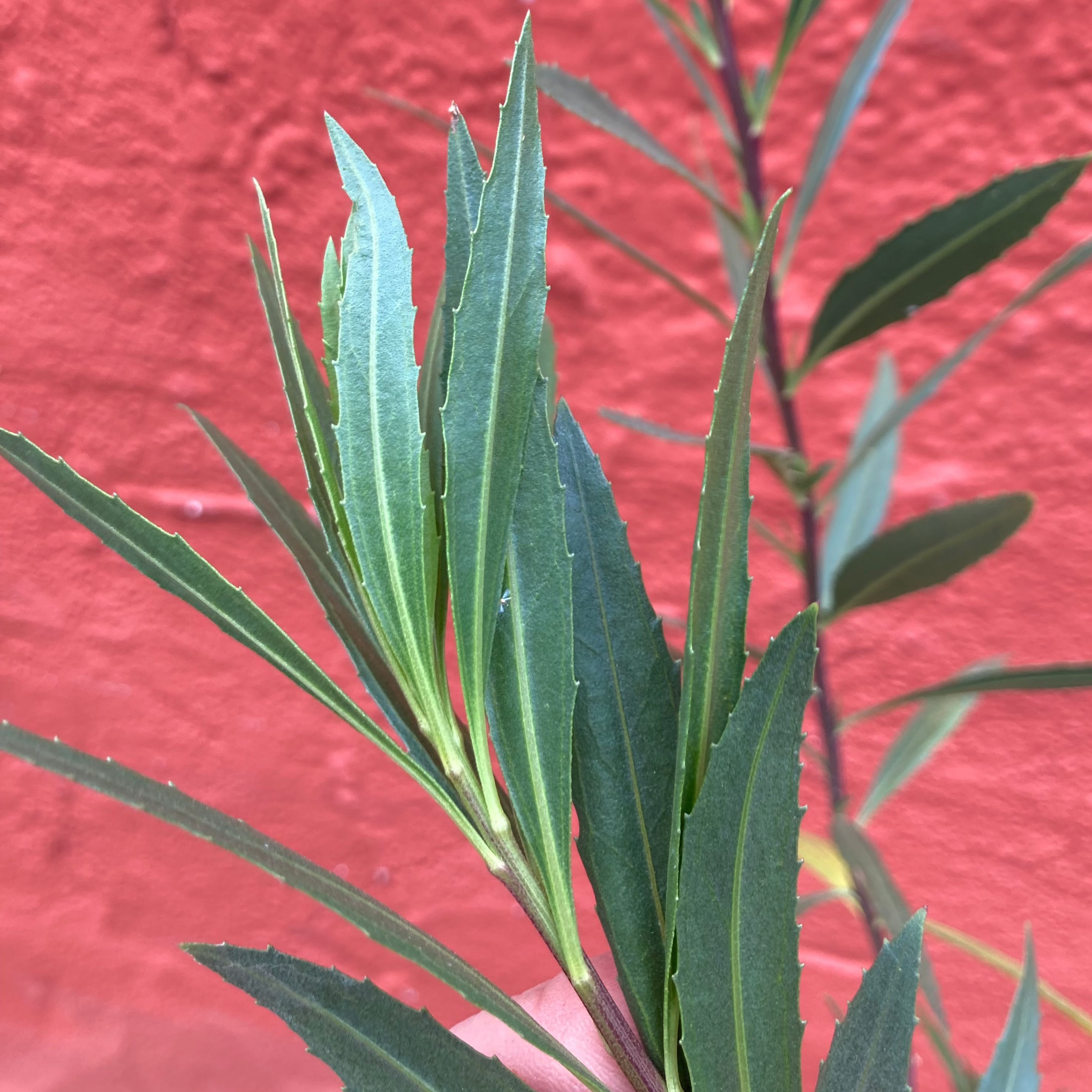 Baccharis salicifolia - Mulefat – Artemisia Nursery