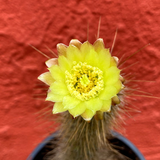 Bergerocactus emoryi - Golden Spined Cereus