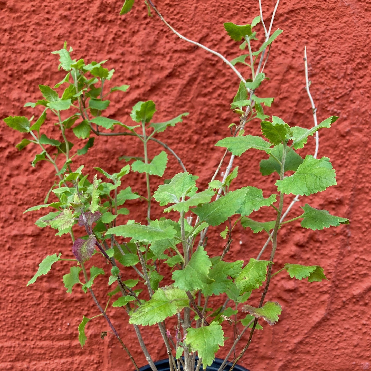 Brickellia californica - California Brickell Bush