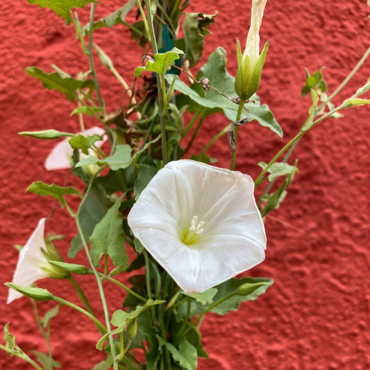 Calystegia macrostegia - Island Morning Glory