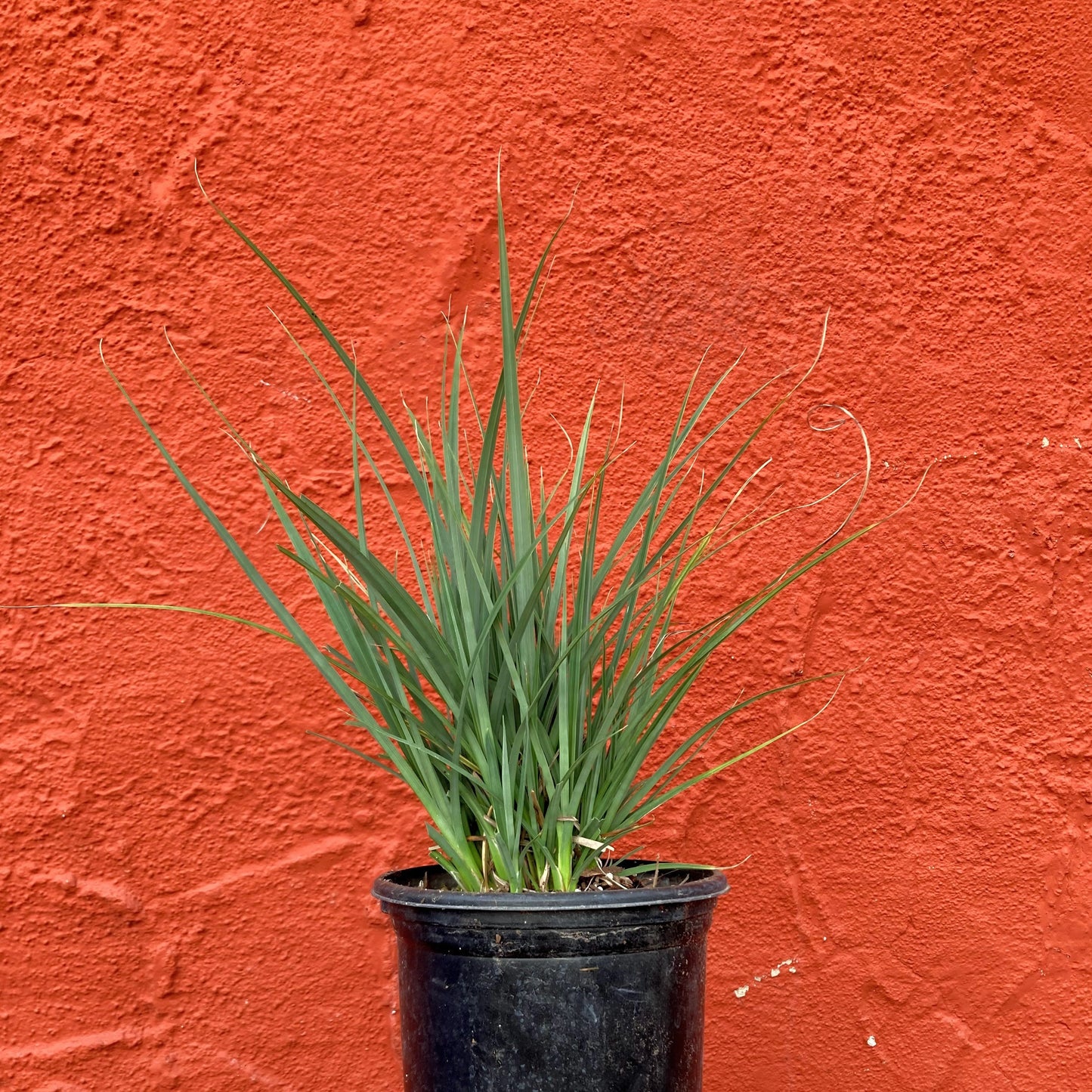 Carex spissa - San Diego Sedge