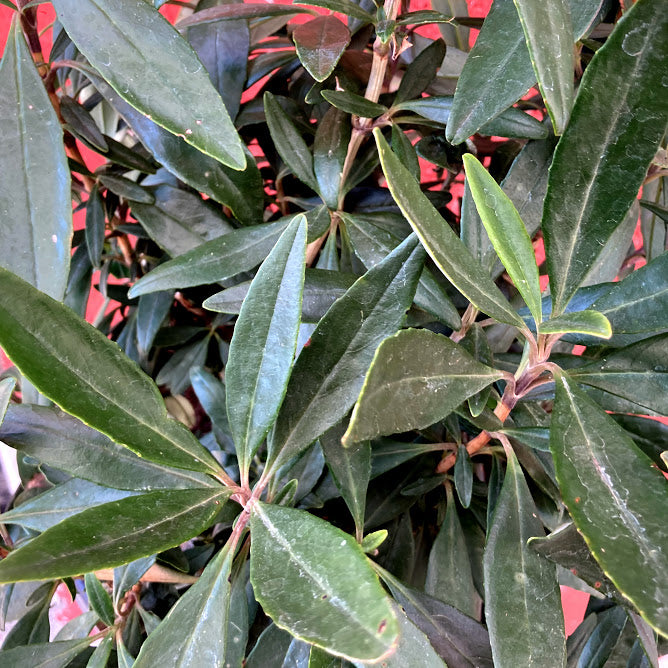 Carpenteria californica 'Elizabeth' - Elizabeth's Bush Anemone