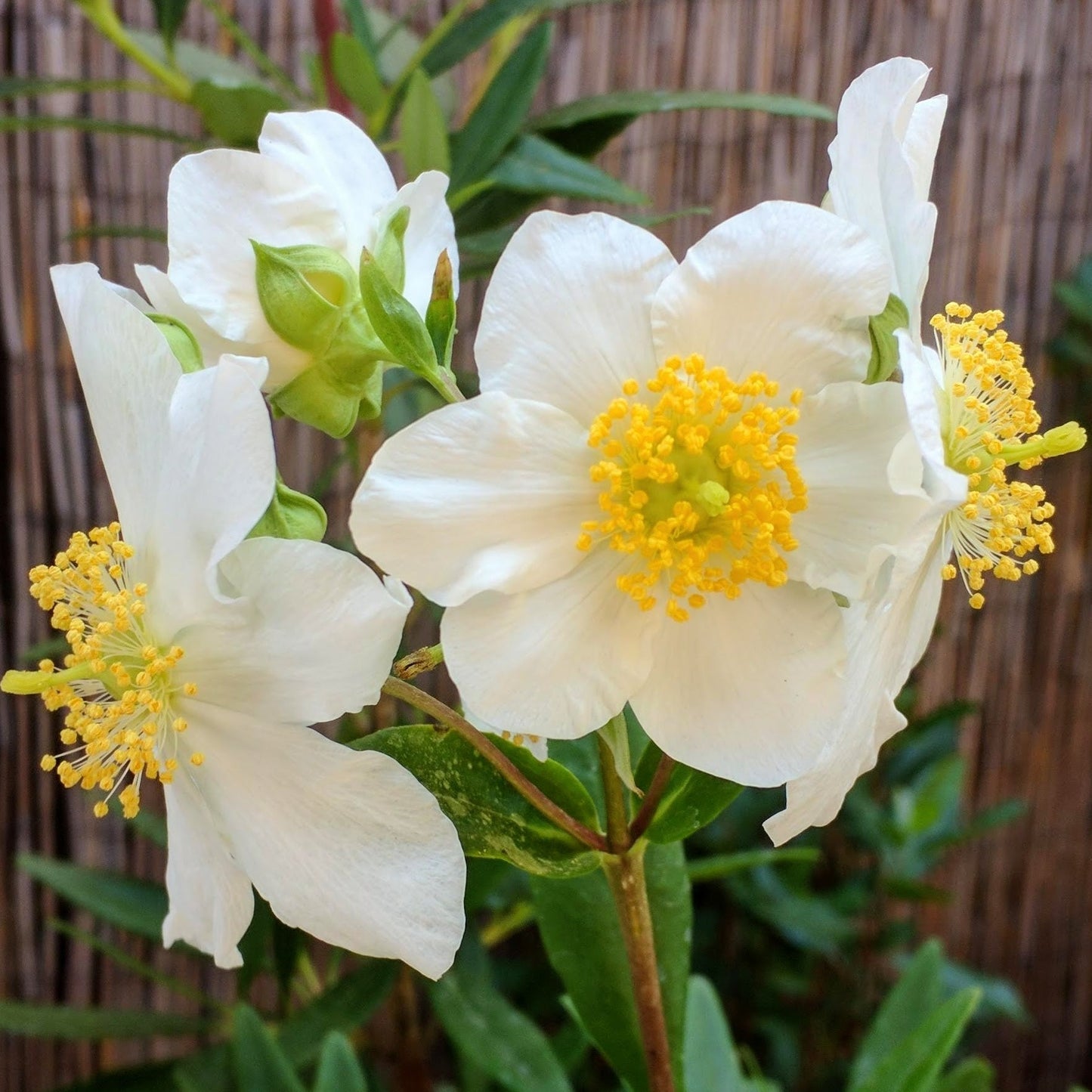 Carpenteria californica 'Elizabeth' - Elizabeth's Bush Anemone