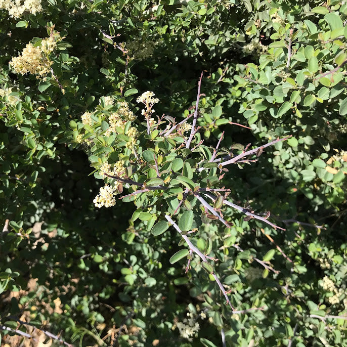 Ceanothus leucodermis - Chaparral Whitehorn