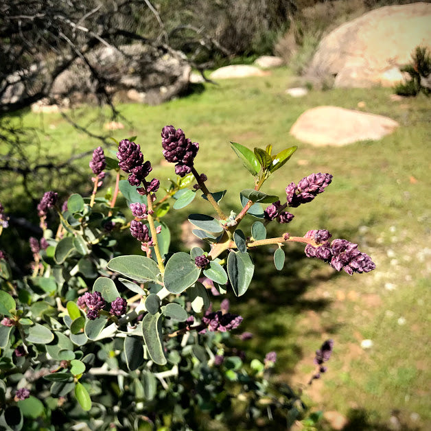 Ceanothus leucodermis - Chaparral Whitehorn