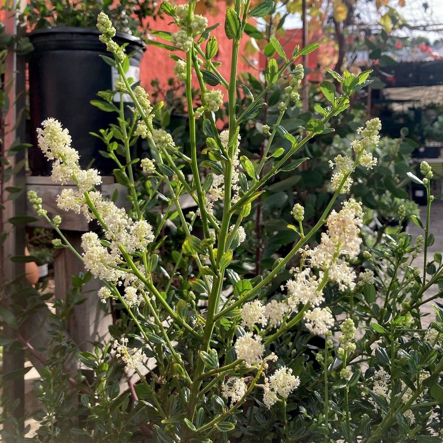 Ceanothus thyrsiflorus 'Snow Flurry' - White California Lilac