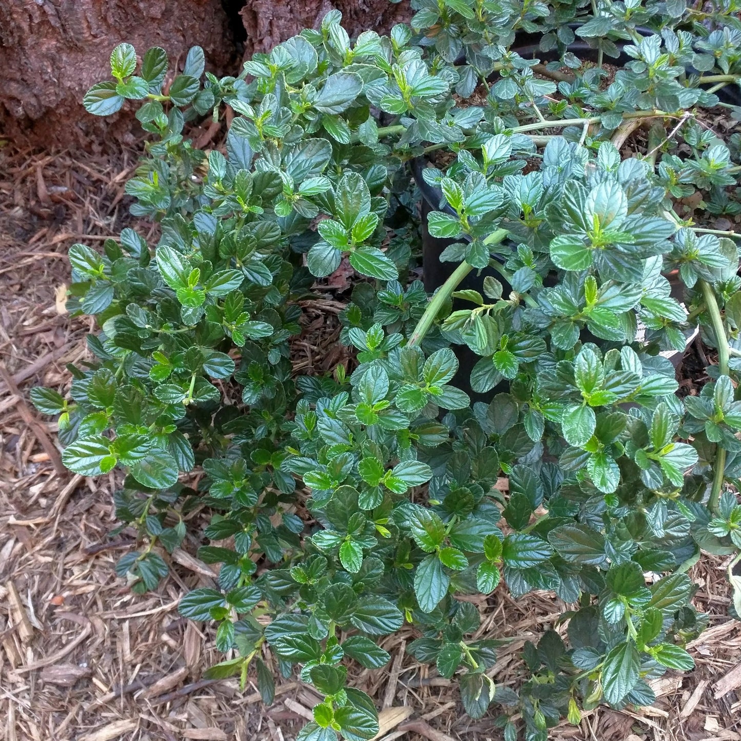 Ceanothus griseus var. horizontalis 'Yankee Point' - Yankee Point Ceanothus