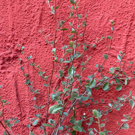 Cercocarpus betuloides - Mountain Mahogany