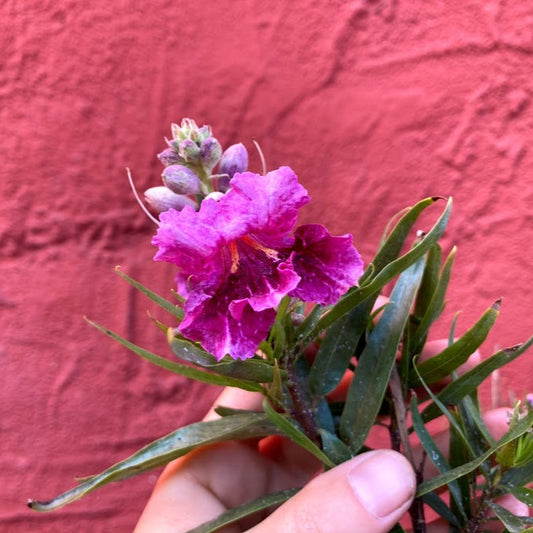 Chilopsis linearis 'Bubba' - Bubba's Desert Willow