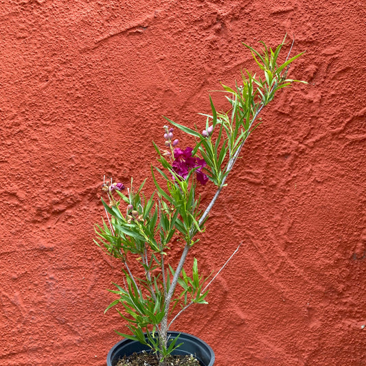 Chilopsis linearis 'Burgundy' - Burgundy Desert Willow