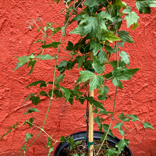 Clematis ligusticifolia - Virgin's Bower, Yerba de Chiva