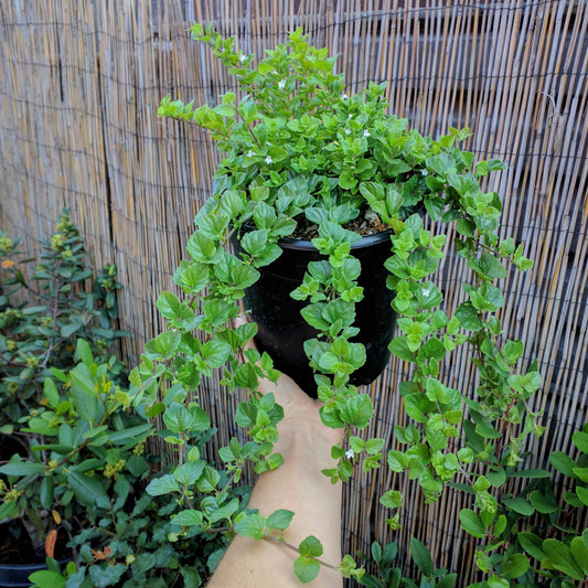 Clinopodium douglasii (syn. Satureja douglasii) - Yerba Buena