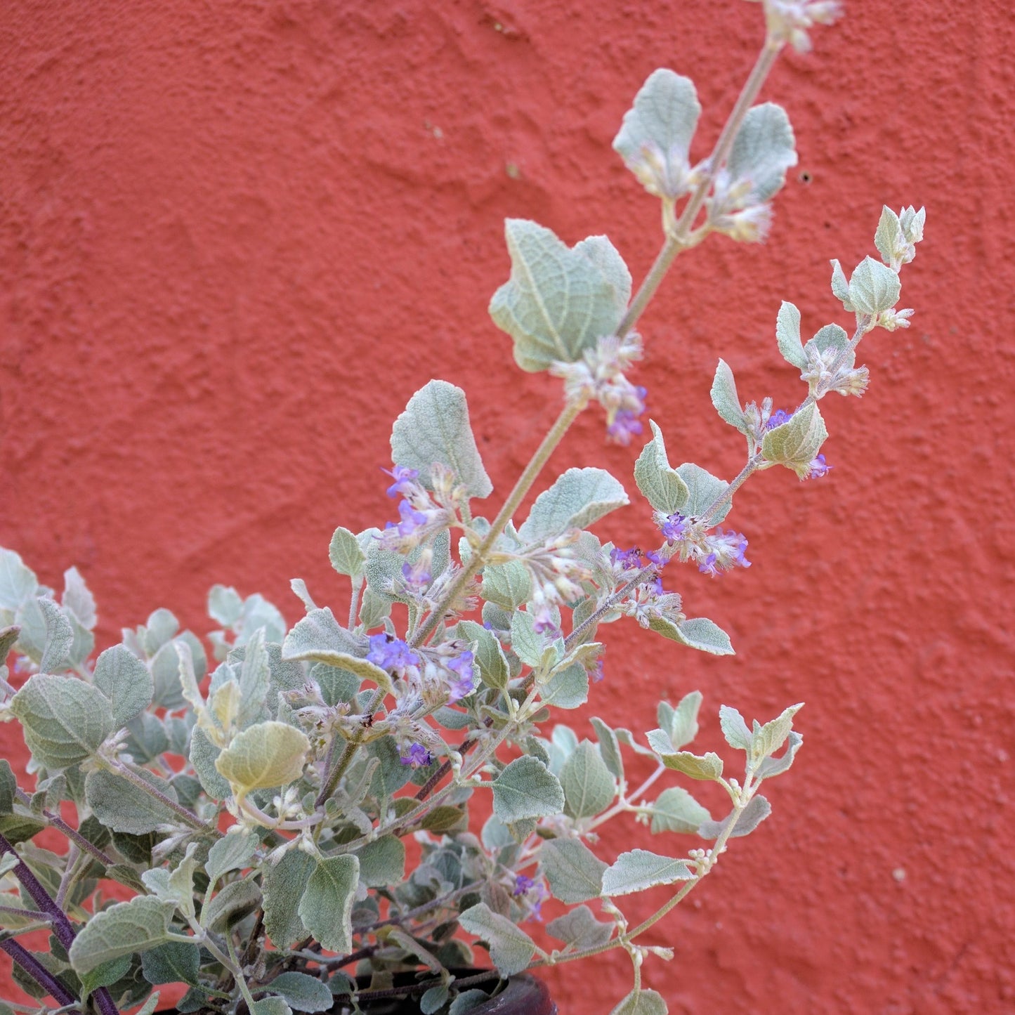 Condea emoryi 'Silver Lining' - Silver Lining Desert Lavender