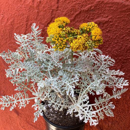 Constancea nevinii (syn. Eriophyllum nevinii) - Silverlace