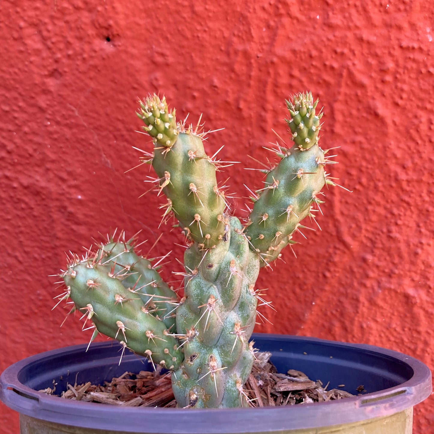 Cylindropuntia prolifera - Coastal Cholla