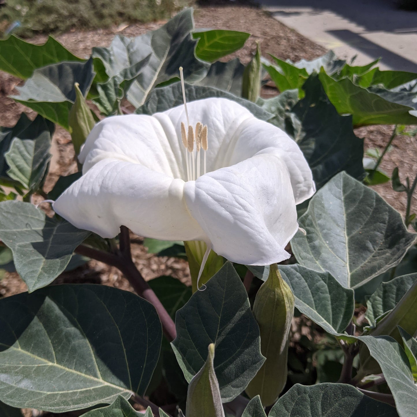 Datura wrightii - Jimsonweed