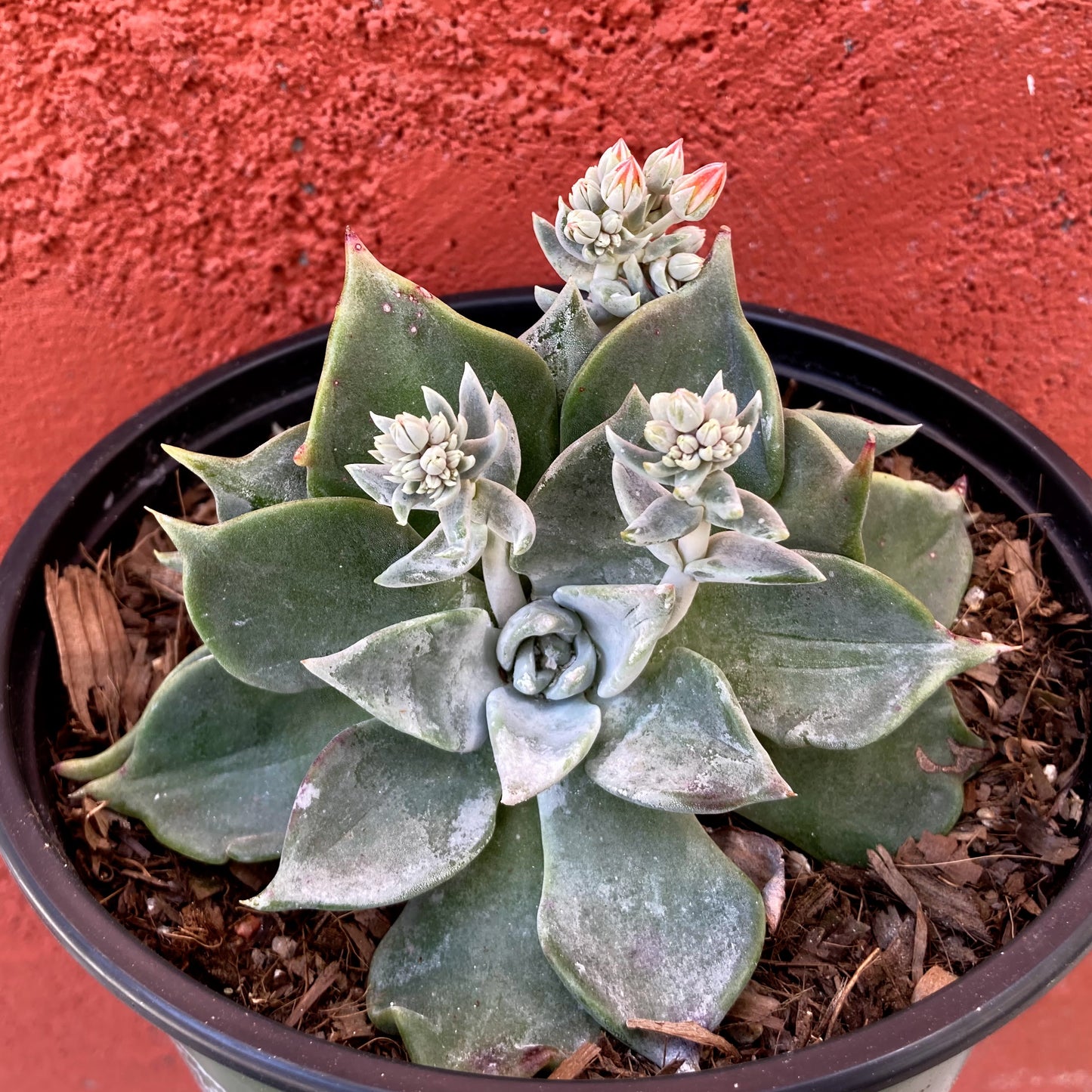 Dudleya cymosa - Canyon Liveforever