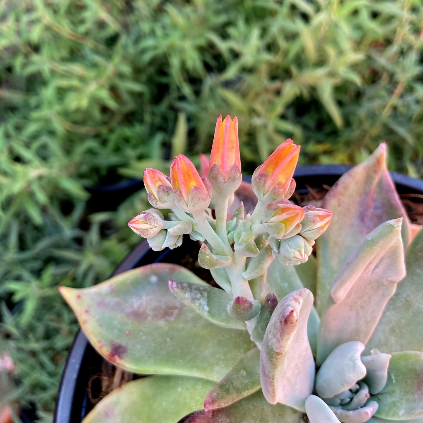 Dudleya cymosa - Canyon Liveforever